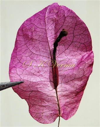  Bract bearing one flower